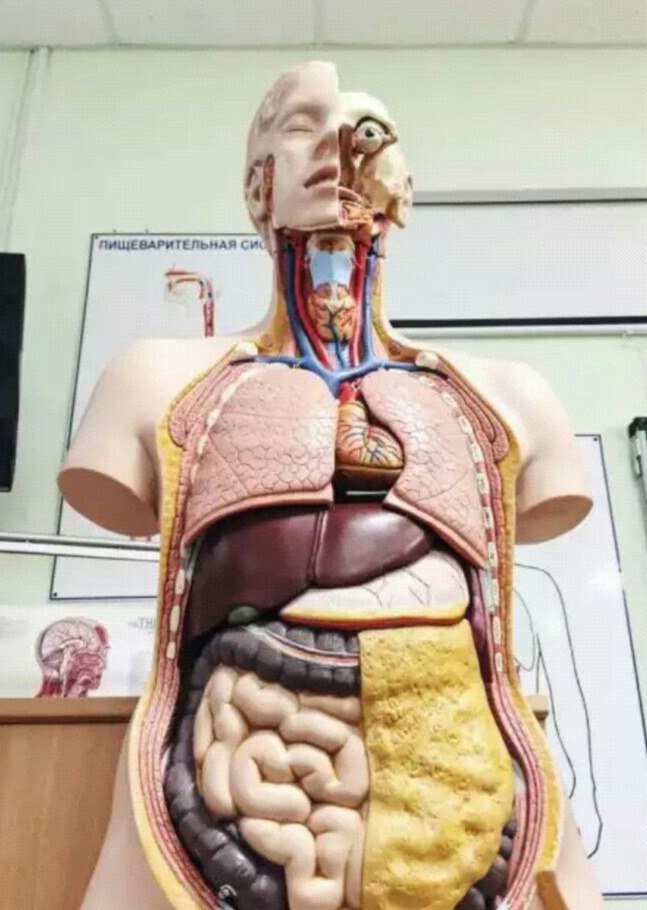 Сборник 3D атласов по анатомии человека